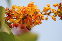 Byrsonima crassifolia