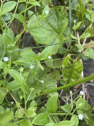 Myosotis sparsiflora, photograph 5