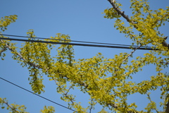 Ginkgo biloba