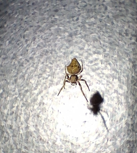 Knobbled Orbweaver