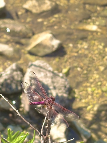 Violet Dropwing
