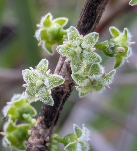 Geniostoma densiflorum observed 2026-06-29