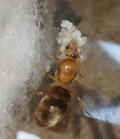 Pseudolasius cibdelus