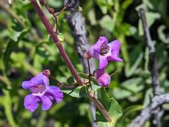 Penstemon spectabilis spectabilis