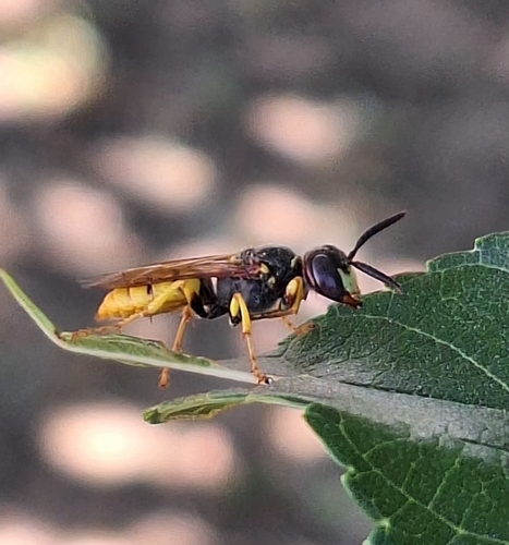 European beewolf