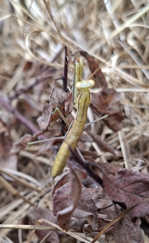 European Mantis