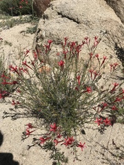Ipomopsis tenuifolia