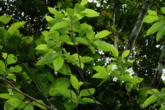 Alniphyllum pterospermum