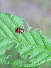 Chrysomela interrupta