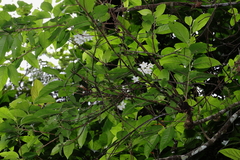 Alniphyllum pterospermum