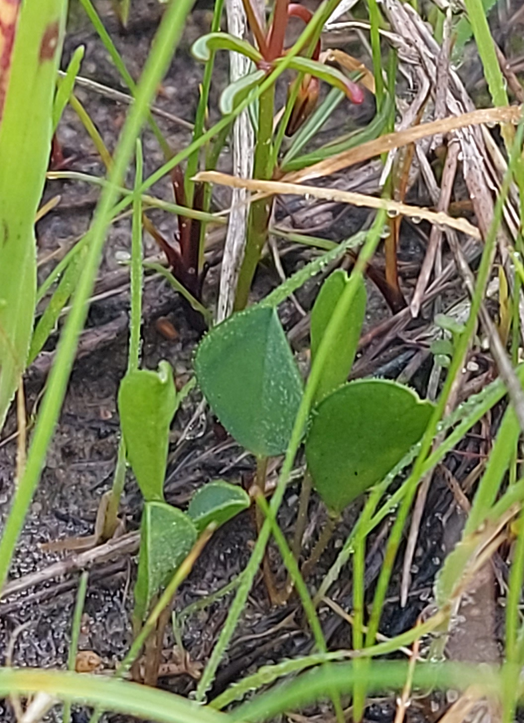 Oxalis monophylla L.