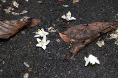 Alniphyllum pterospermum