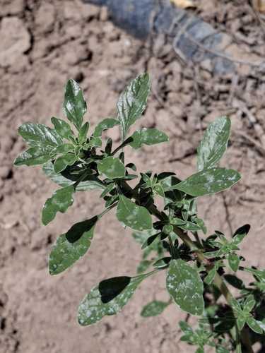procumbent pigweed