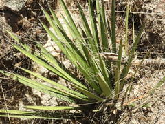 Yucca decipiens