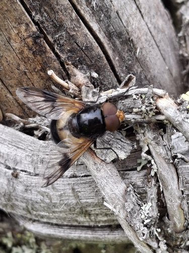 Pellucid Hover Fly