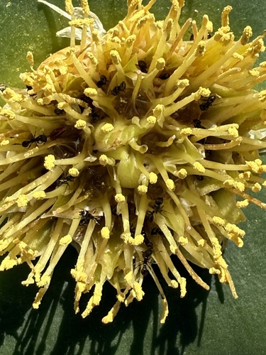 Hedgehog Lily