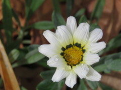 Gazania × splendens