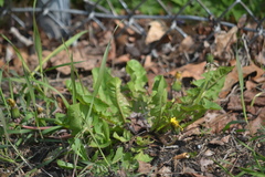 Taraxacum officinale
