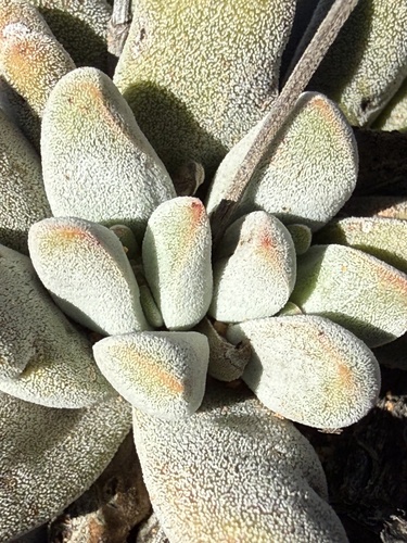 Namaqua Stonecrop