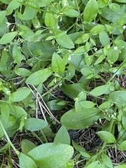 Myosotis sparsiflora, photograph (c) Илья Руденко, some rights reserved (CC BY)