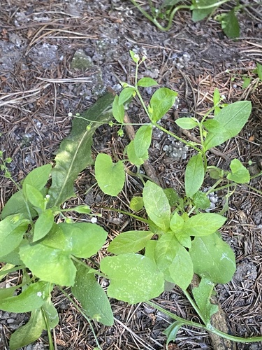 Myosotis sparsiflora, photograph 4