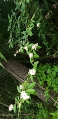 Ligustrum sinense