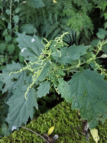 Urtica thunbergiana, photograph 1