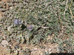 Astragalus emoryanus
