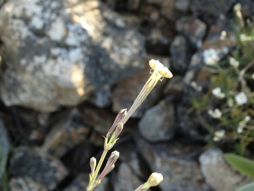 Silene bupleuroides