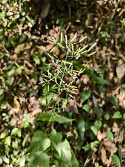 Paraprenanthes sororia, photograph (c) 雲一百香果, some rights reserved (CC BY)