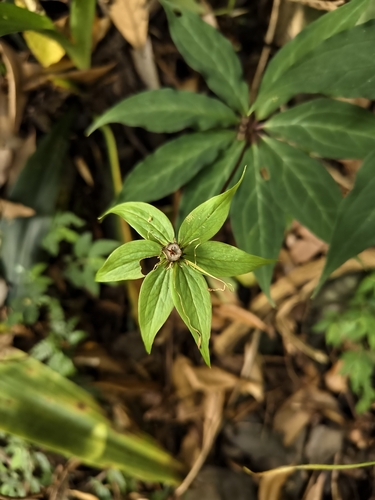 Paris polyphylla