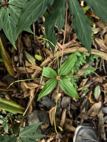 Paris polyphylla, photograph 2