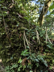 Lysionotus pauciflorus