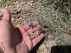 Astragalus emoryanus