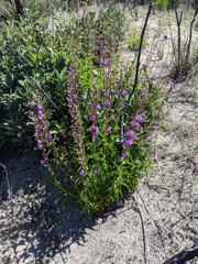 Penstemon spectabilis spectabilis