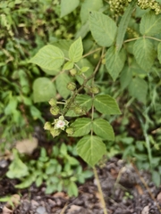 Rubus parviaraliifolius