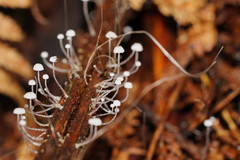 Mycena albidocapillaris