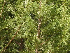 Juniperus deppeana zacatecensis