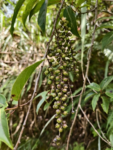Stachyurus himalaicus, photograph 2