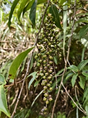 Stachyurus himalaicus, photograph (c) 雲一百香果, some rights reserved (CC BY)