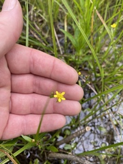 Ranunculus laxicaulis