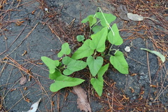 Aristolochia shimadae