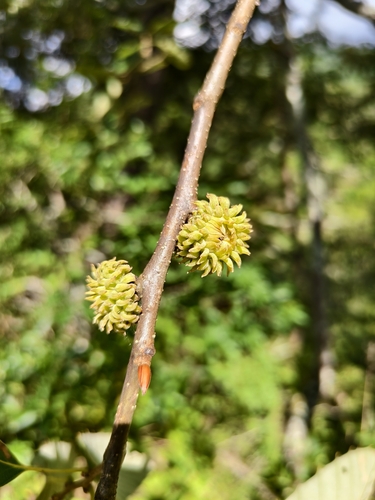 Quercus variabilis, photograph 6