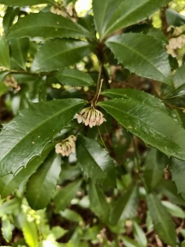 Ardisia cornudentata, photograph 5