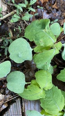 Impatiens pallida