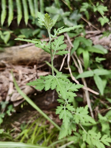 Chrysanthemum arisanense, 2026-07-02