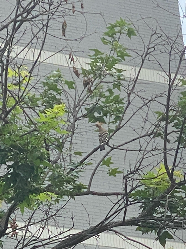 Common Hoopoe