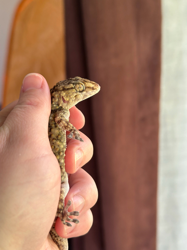 Fischer's Thick-toed Gecko