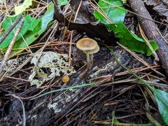 Psilocybe makarorae