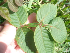 Rhus chinensis